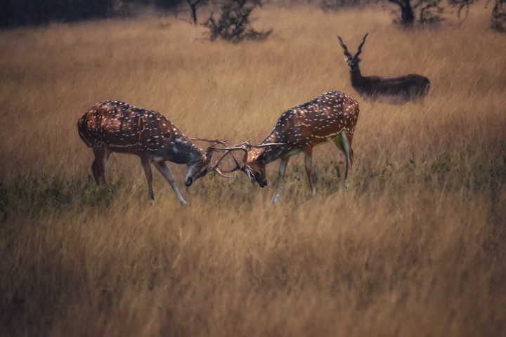 deer war
