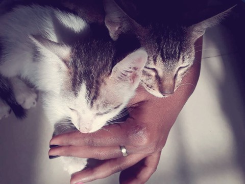 kitten, Carnivore wallpapers