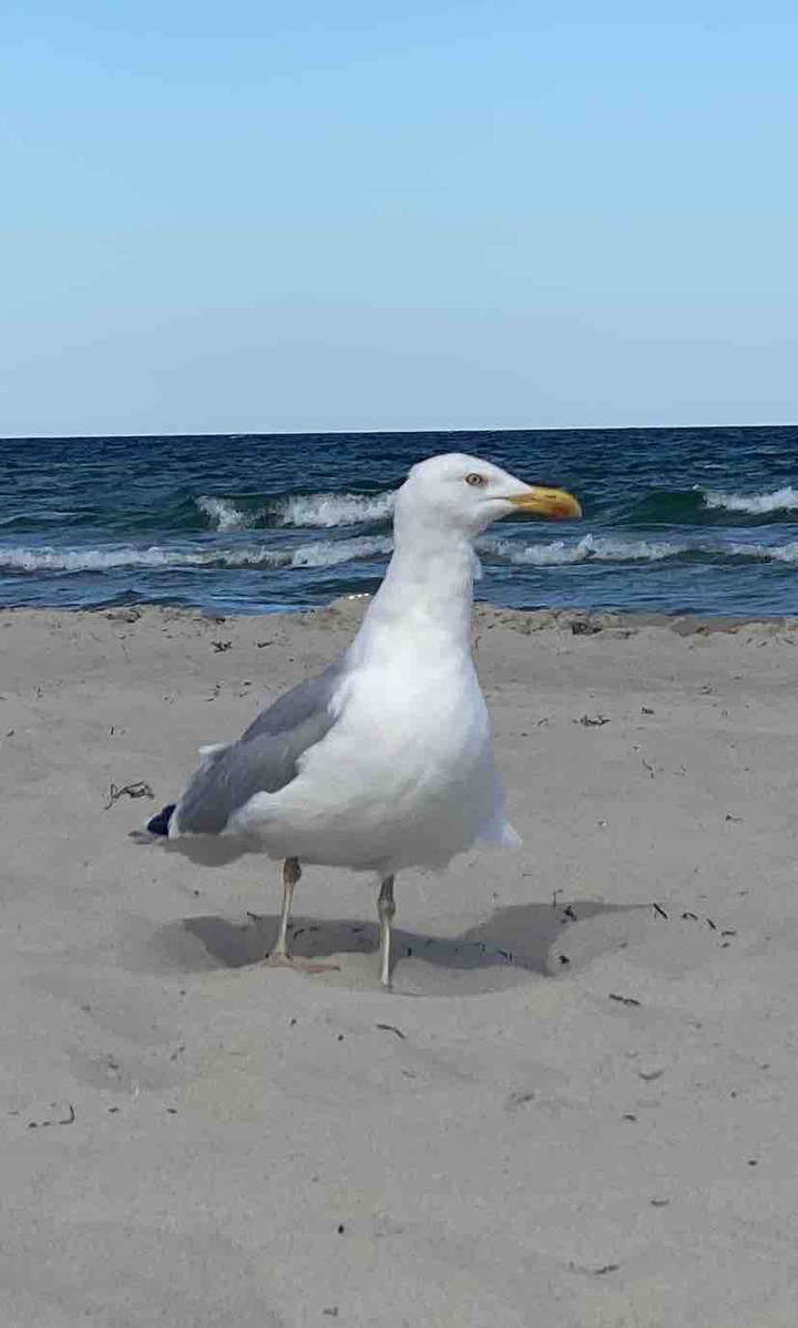 gull on the strand