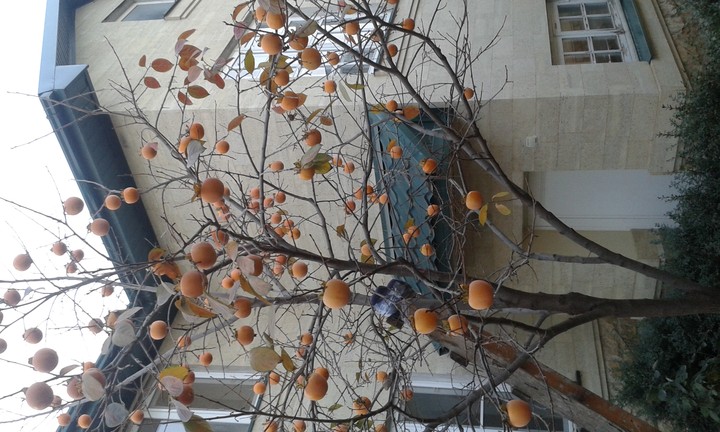 No leaves , only fruits )