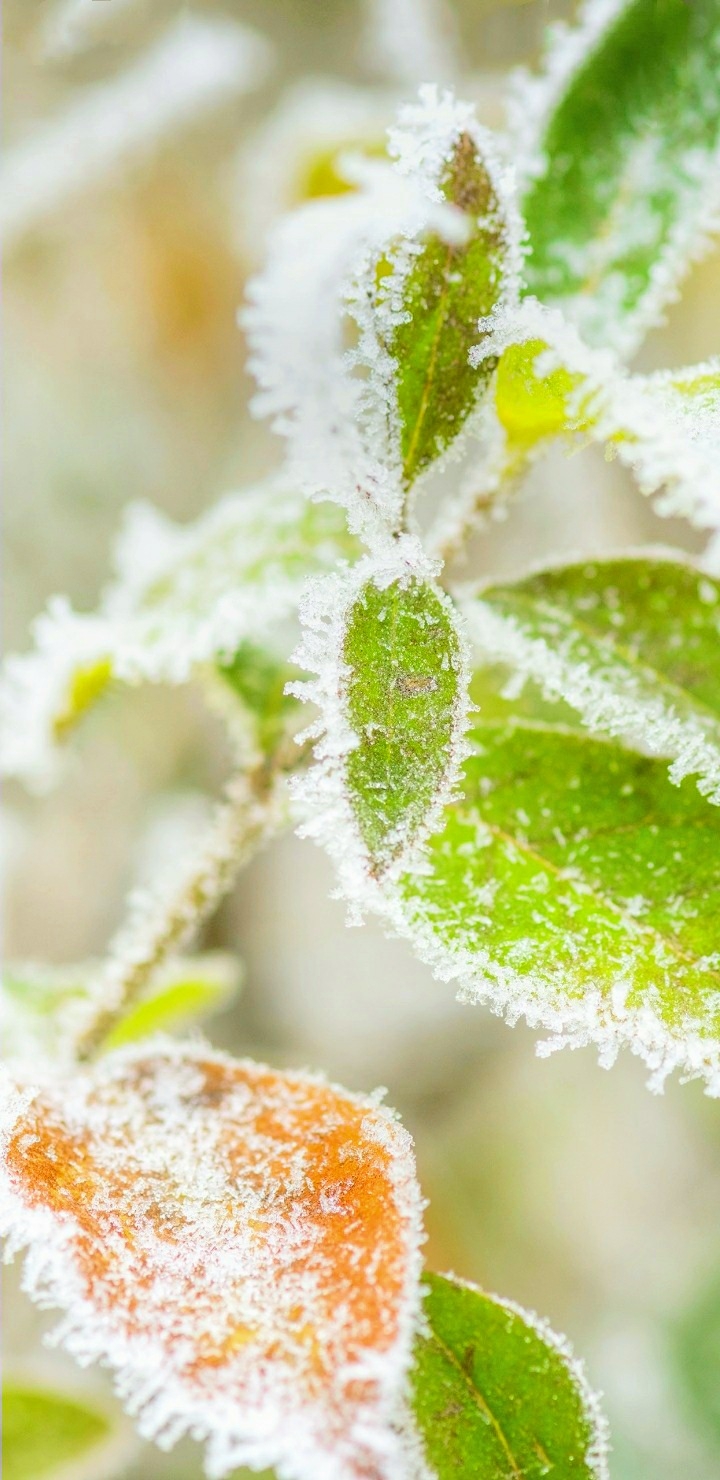 Frost