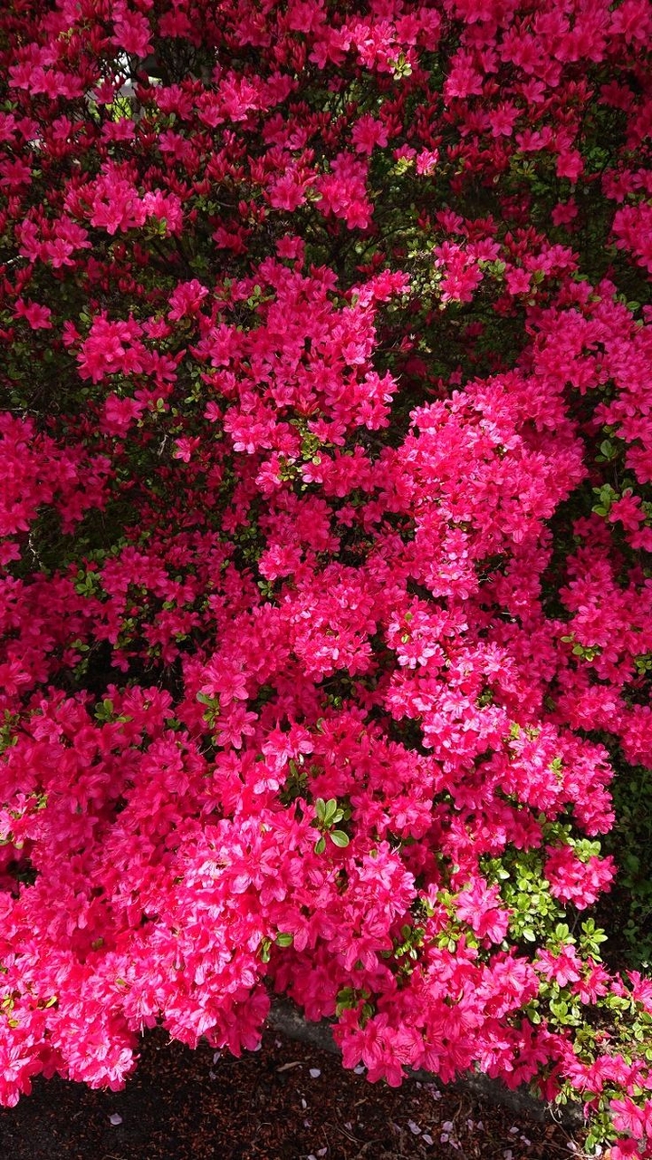 red, flower Hintergrundbilder