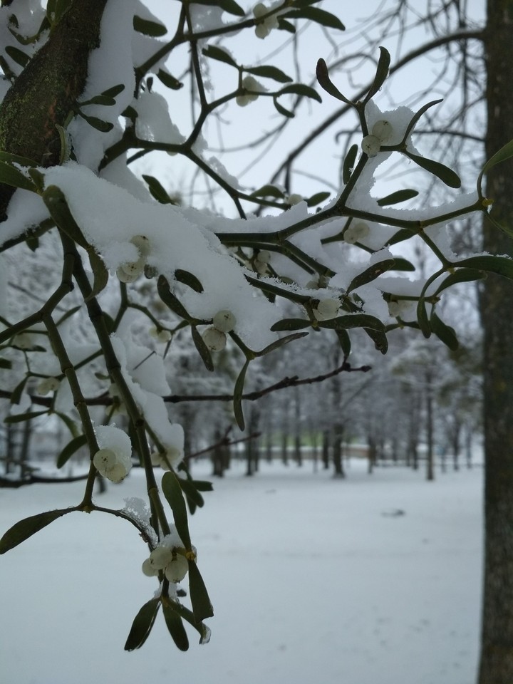 Winter