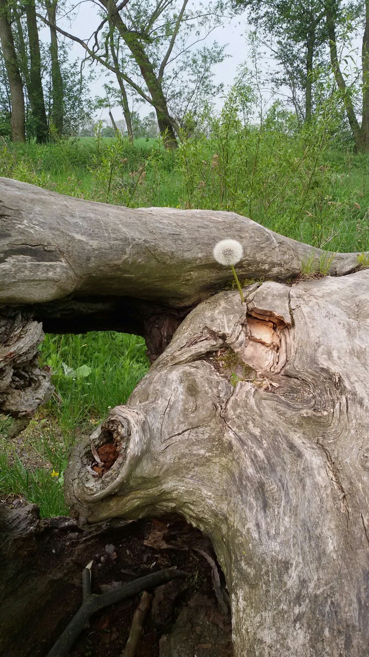 Blümchen