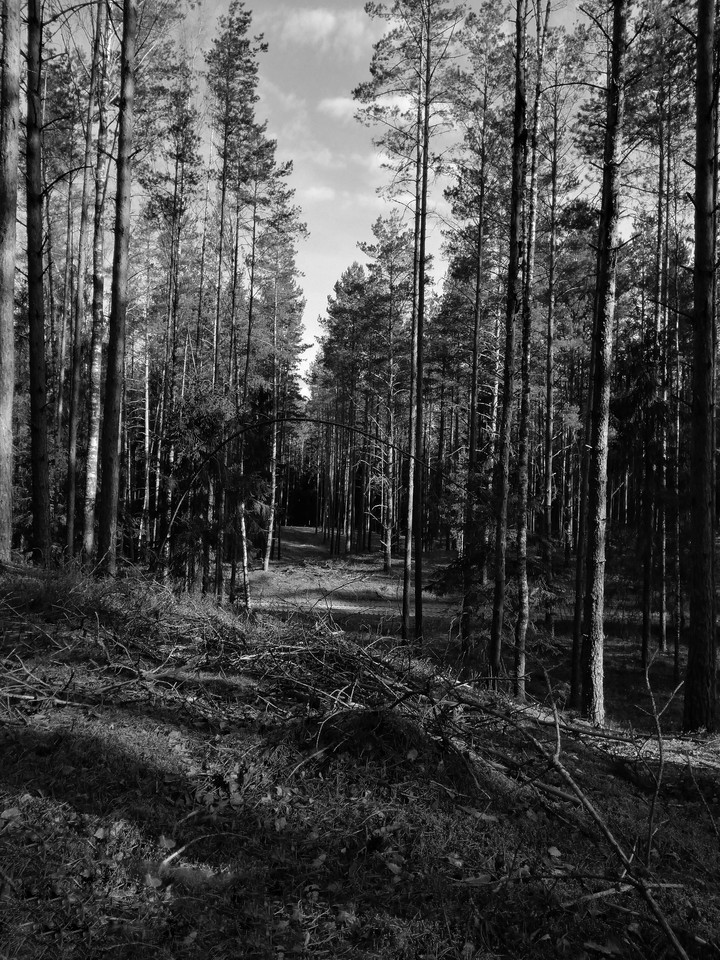 In the wood
