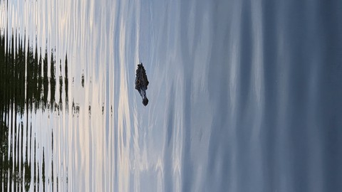 Alligator