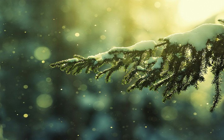 Winter wallpaper