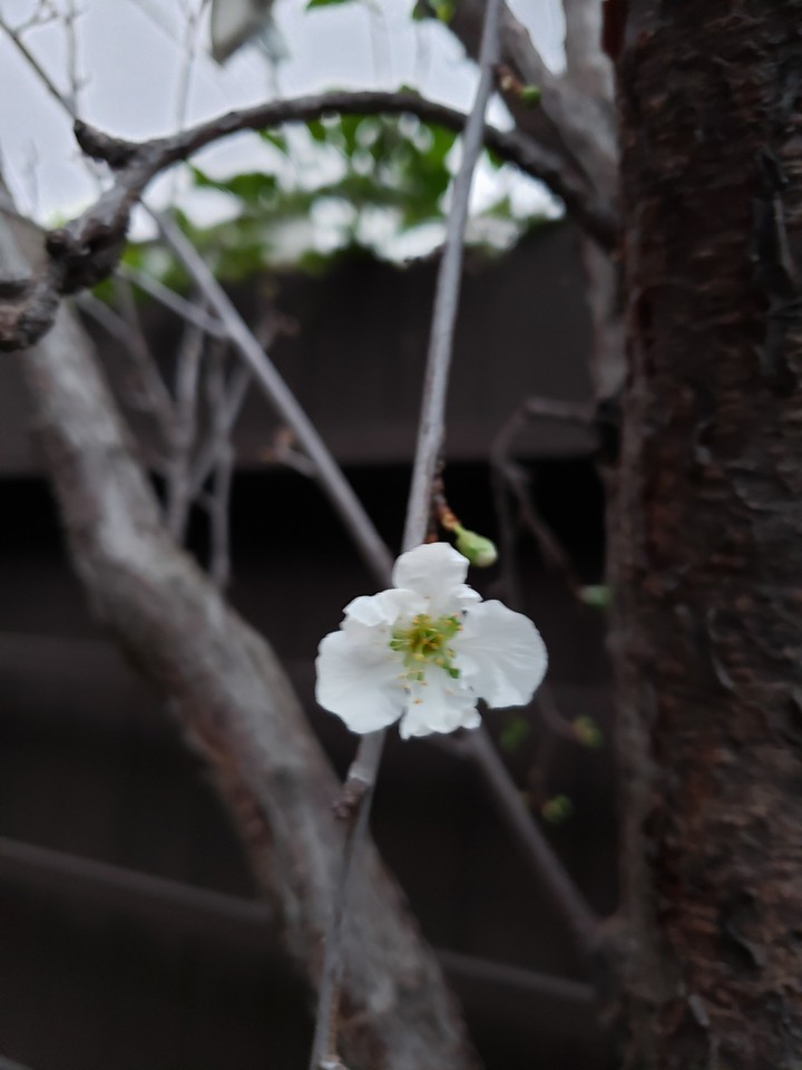 plum tree flower