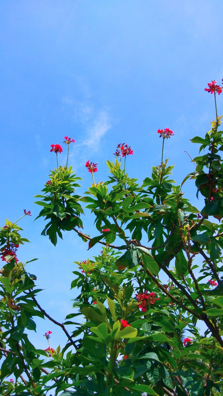 sky and flower