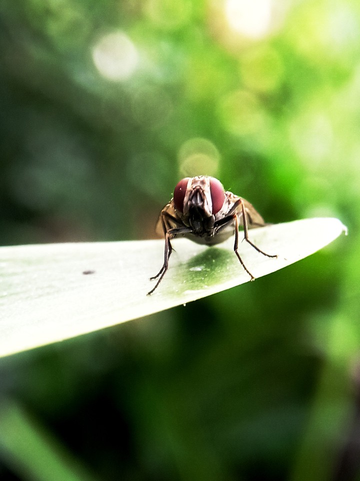 bee