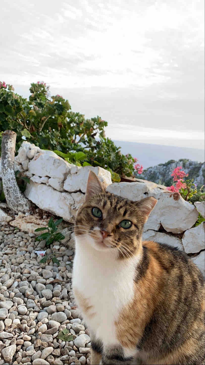 island and cat