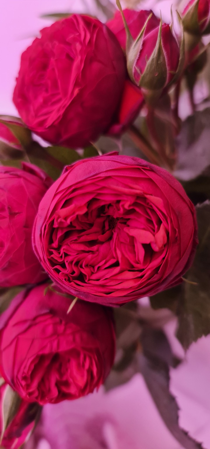 Roses