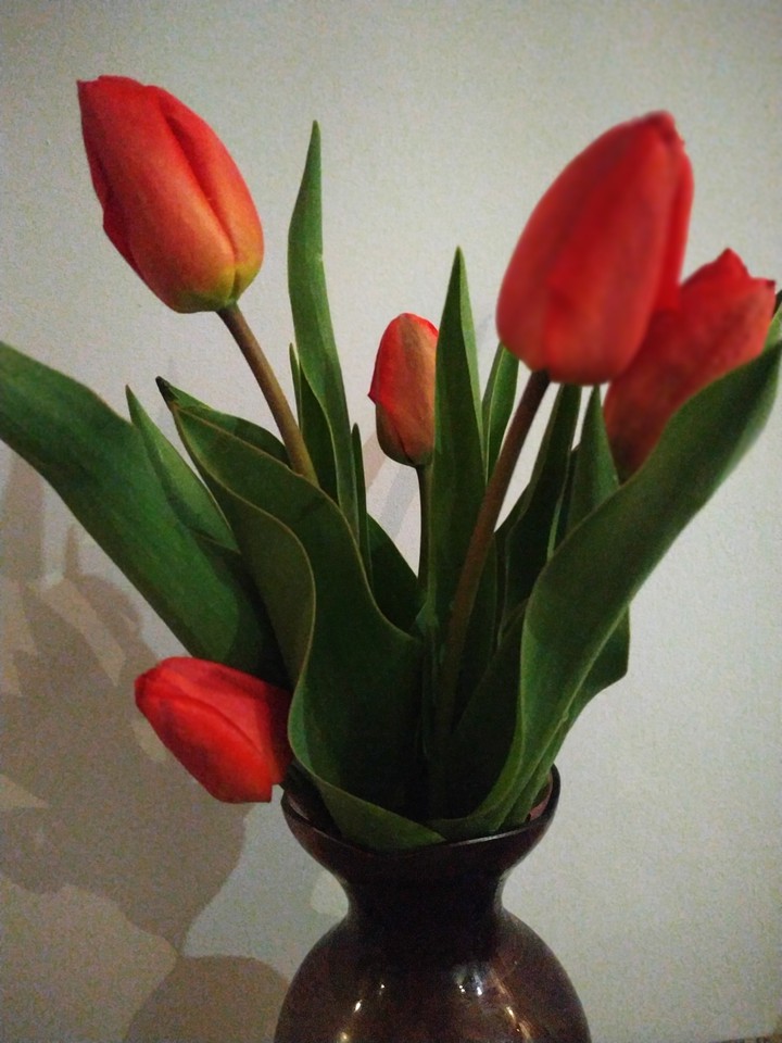 tulip