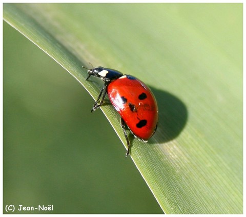 Coccinelle
