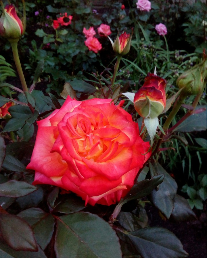 flower