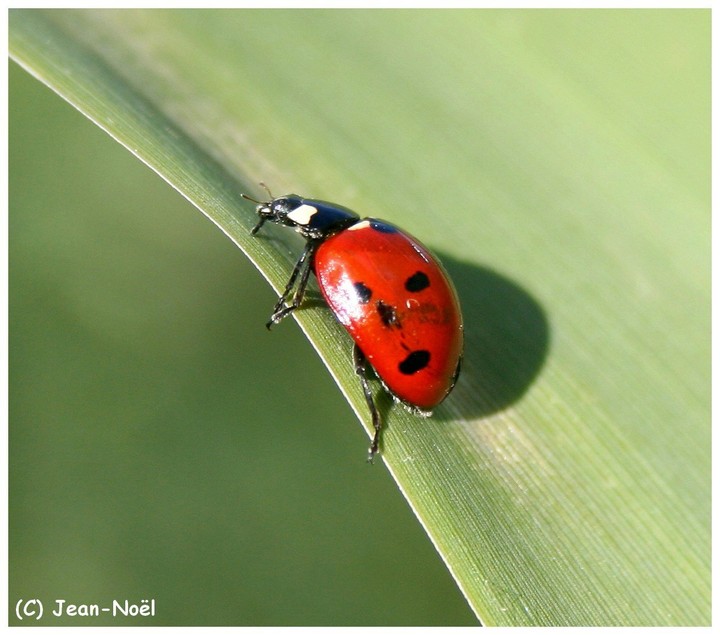 Coccinelle