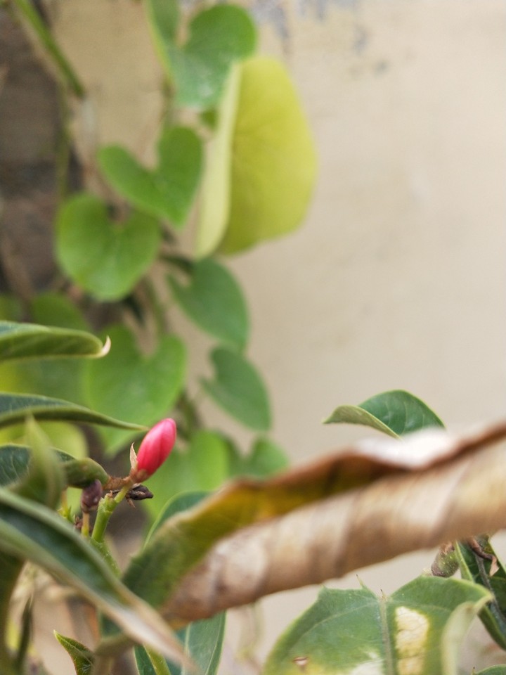 yet to bloom