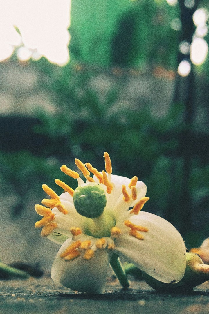 Hoa Buoi