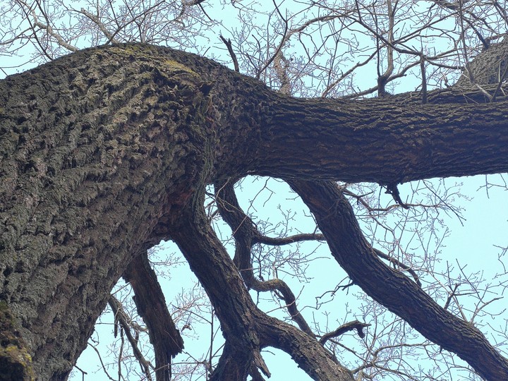 The oak tree branch
