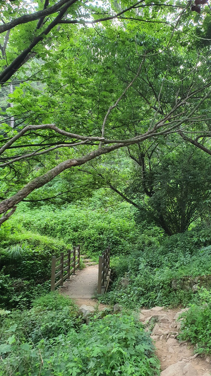 숲(forest)