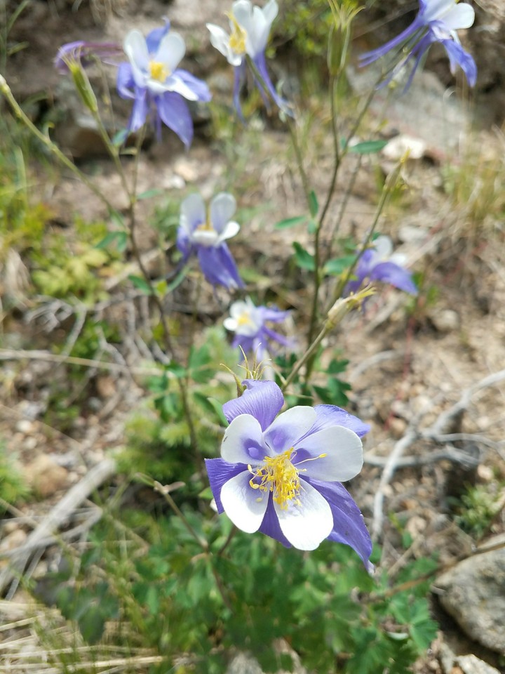 Colorado Color