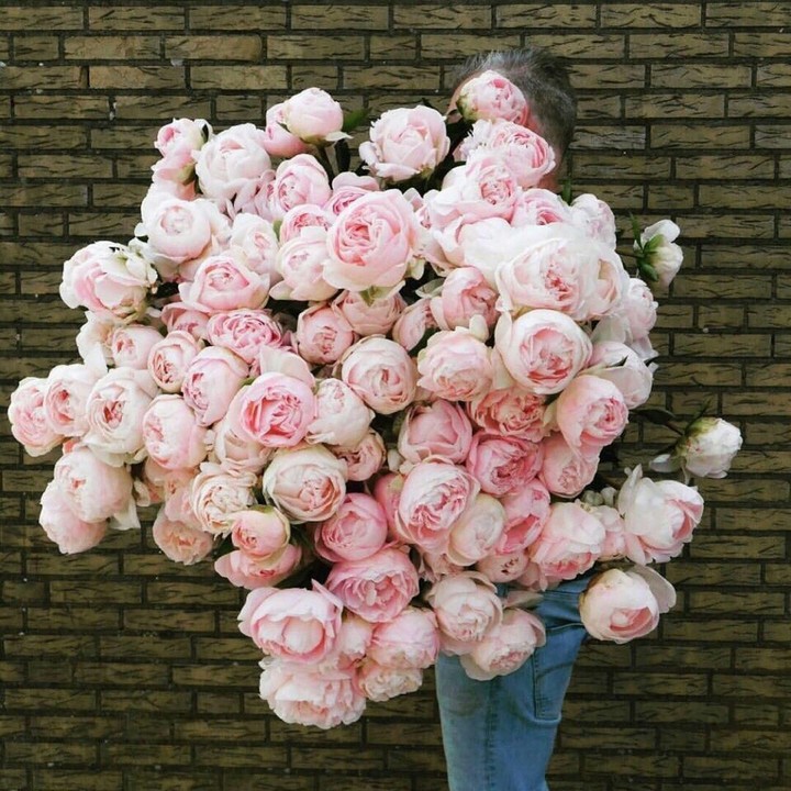 peony