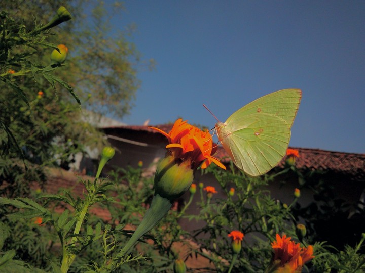 yellobutterfly