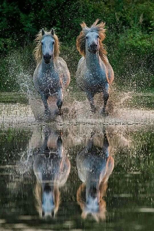 nice horse