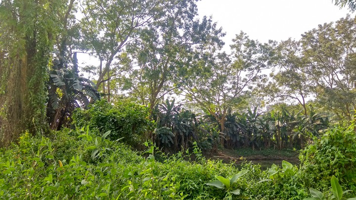 Greenery..