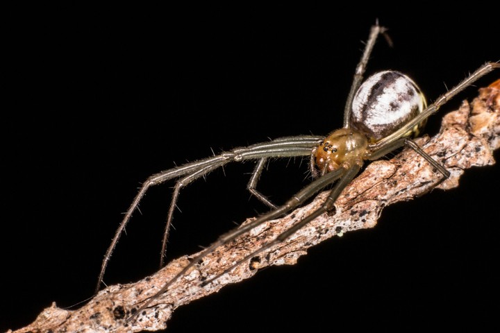 spider