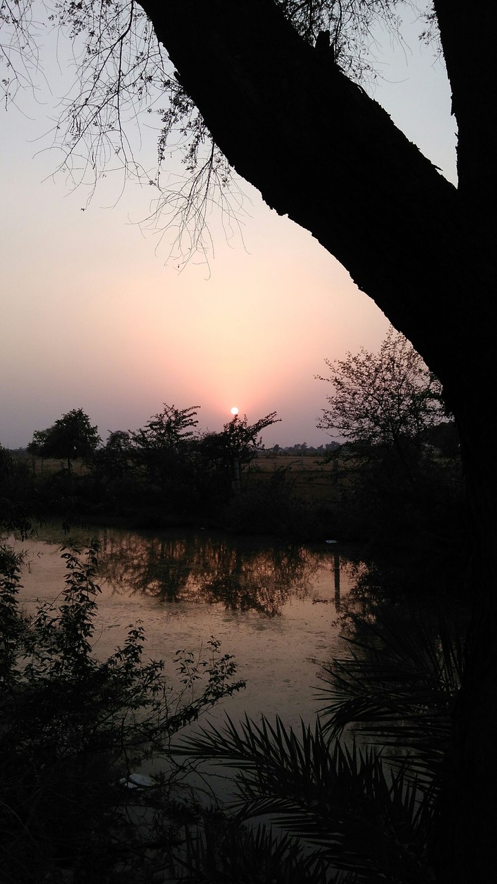 the sun set behind tree.
