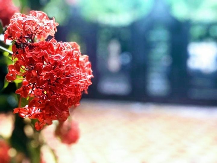 Flower!