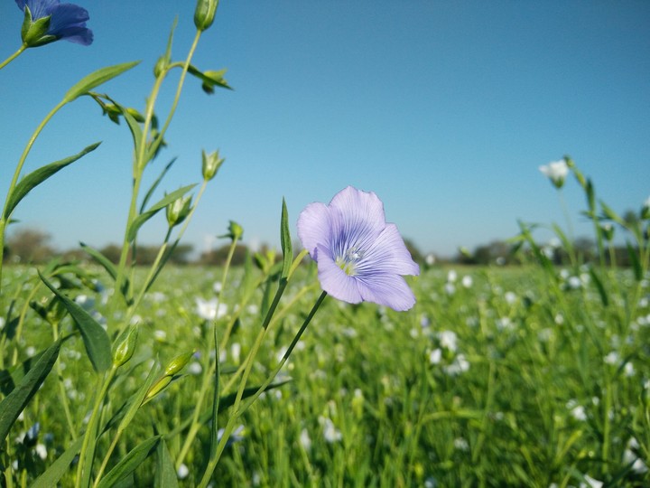 Flax flower
