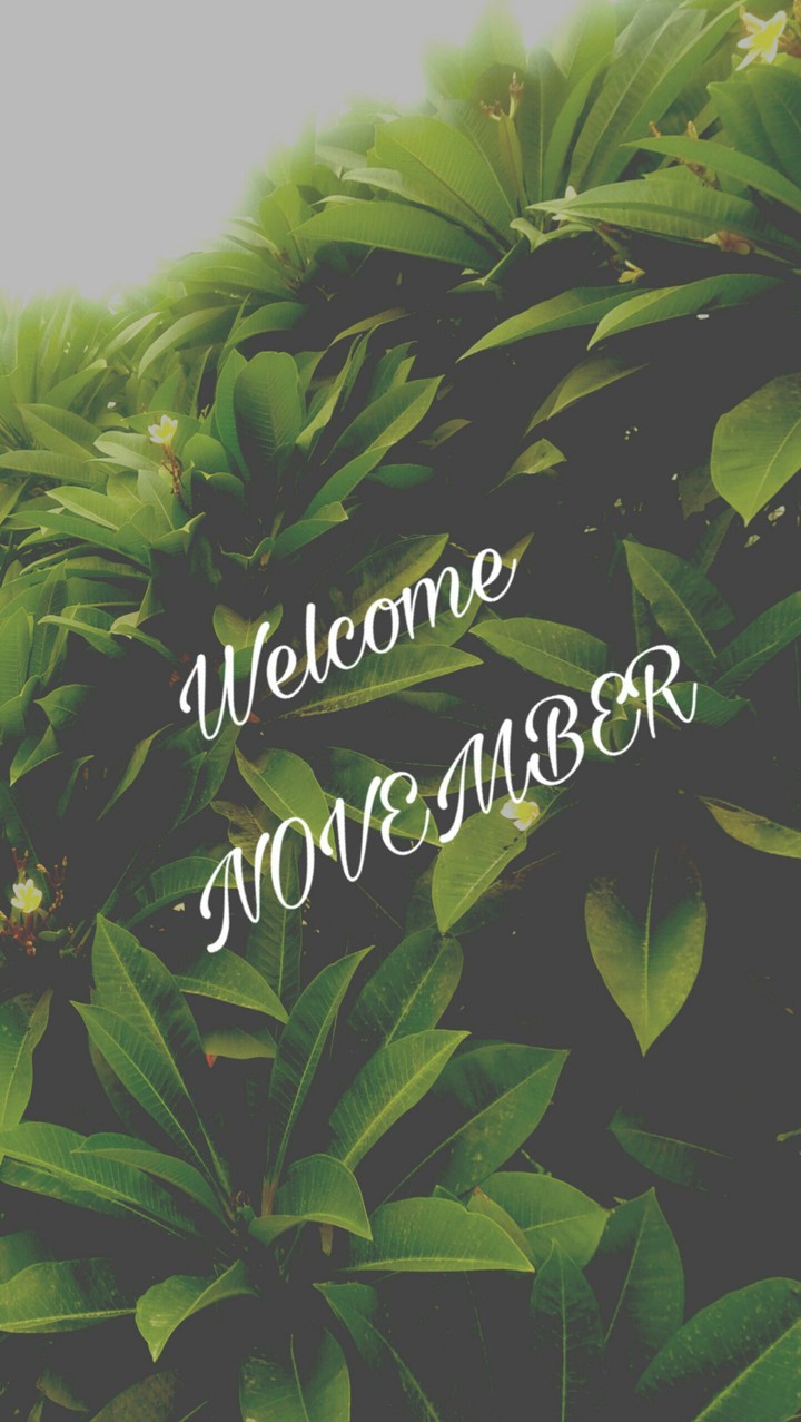 november❤❤