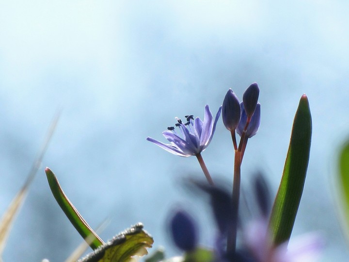 flower and blue sky