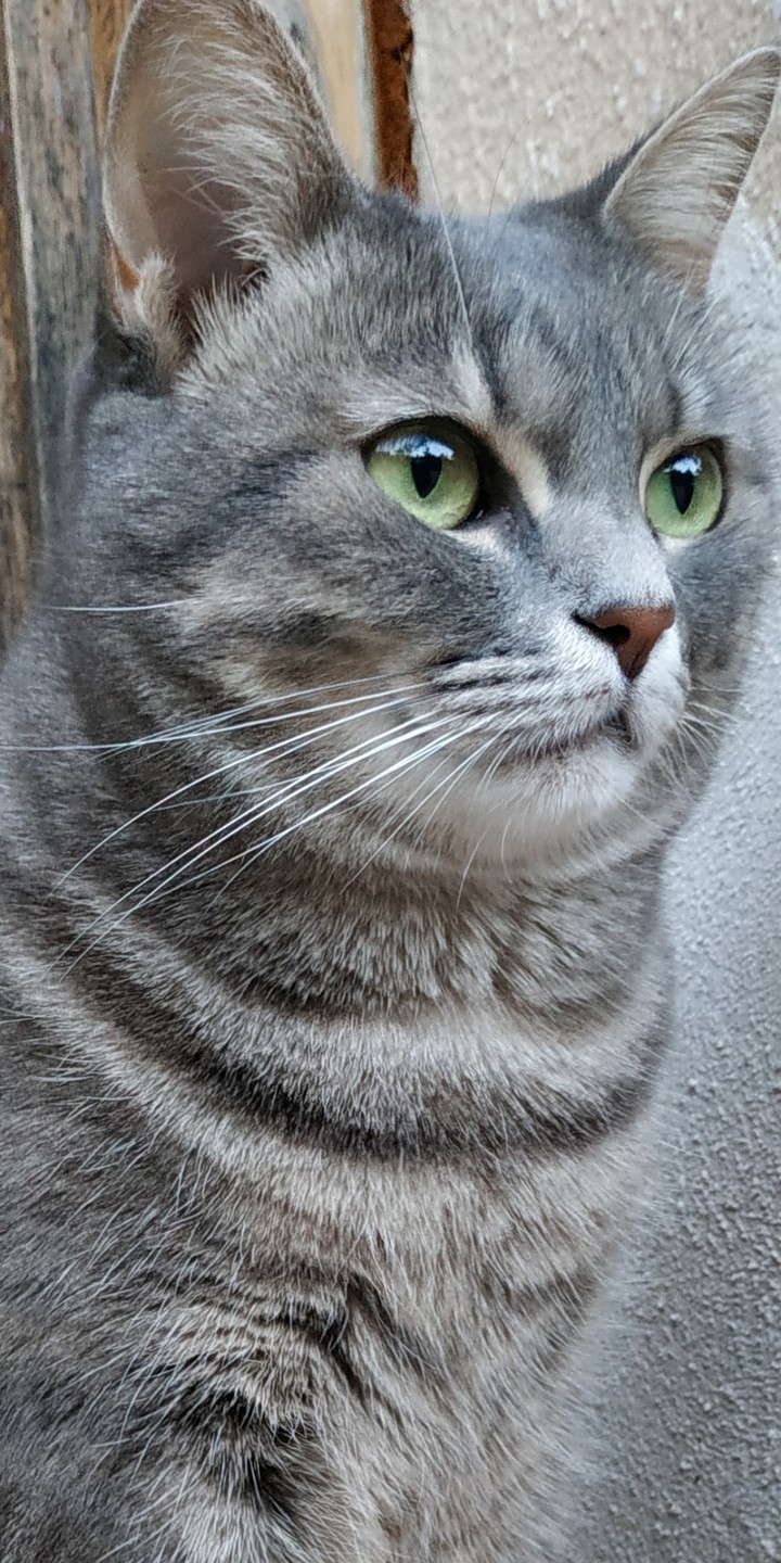 Gatti