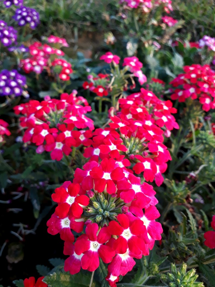 lot of flowers