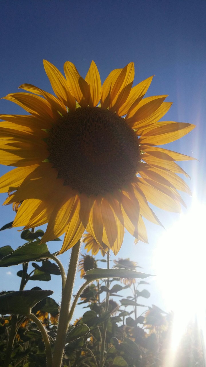sunny sunflower