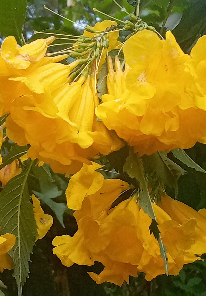 yellow