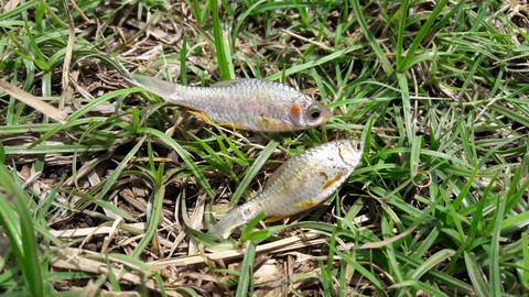 fish