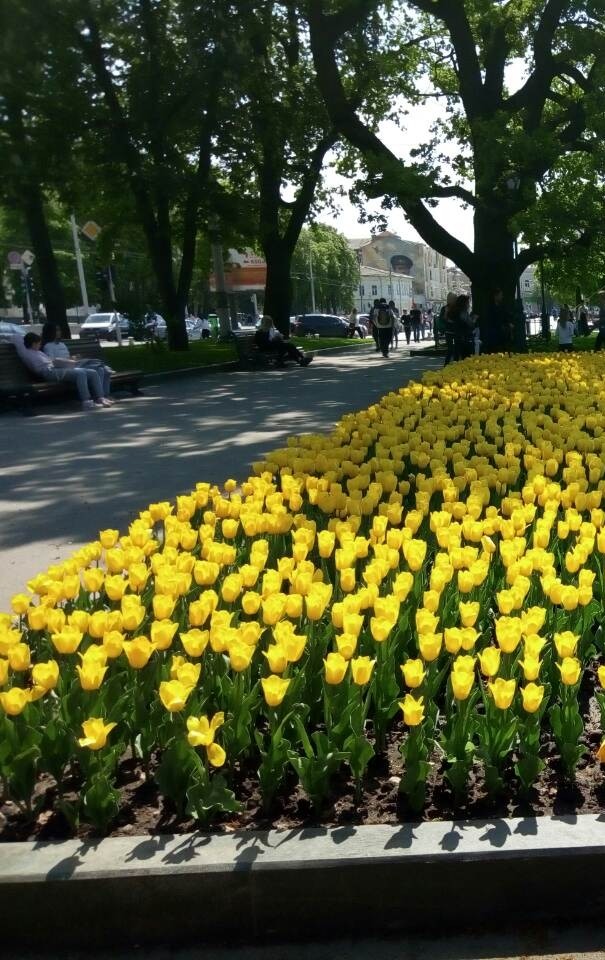 flowers