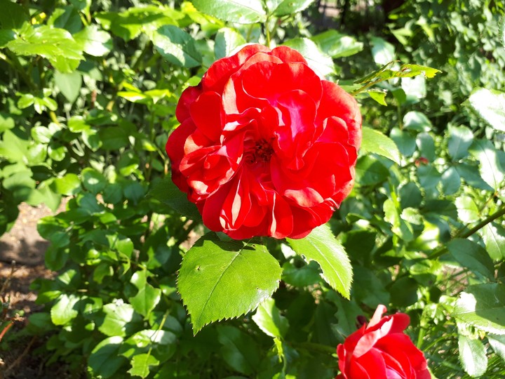 Paint the roses red!