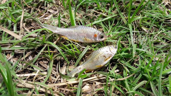 fish