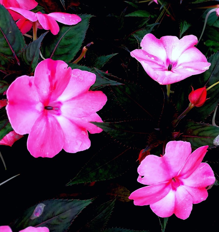 flowers in munnar