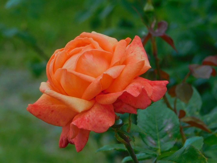 Wonderful Roses
