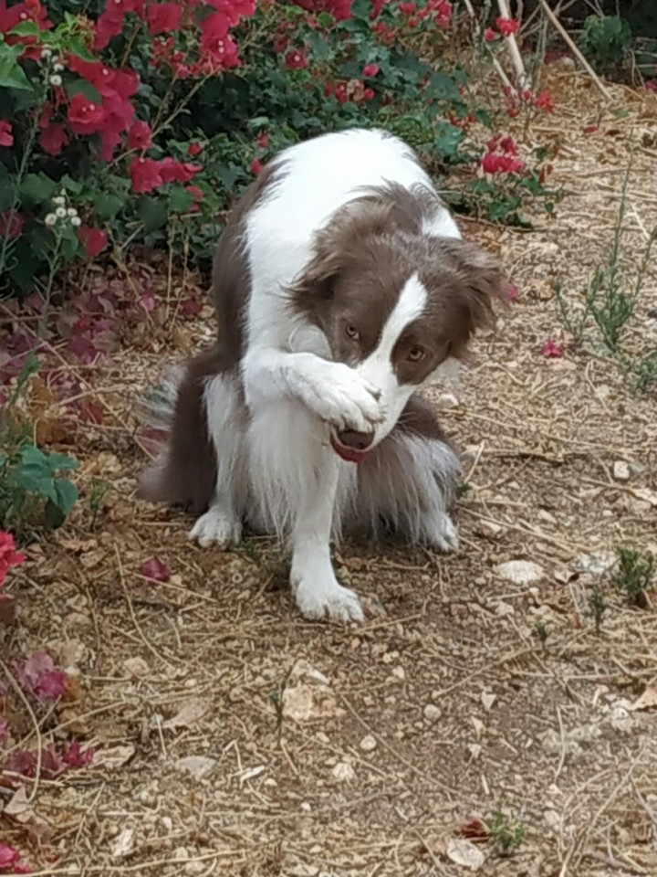 dogs