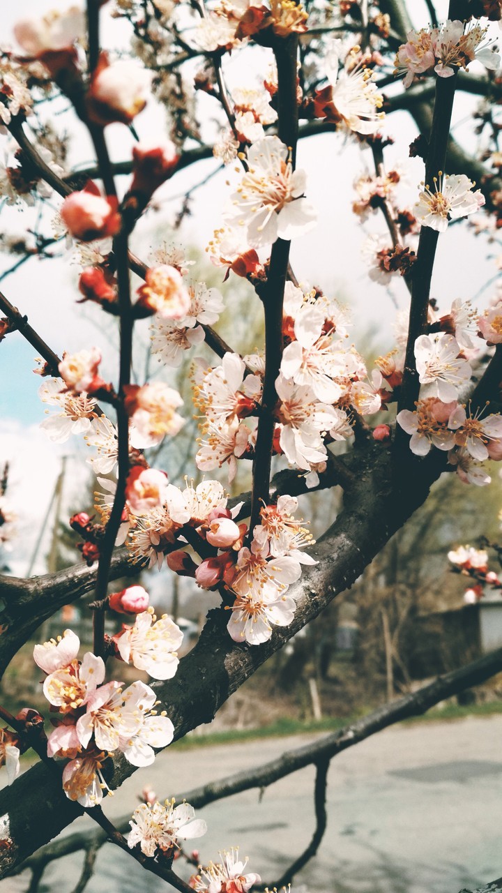 apricot blooming