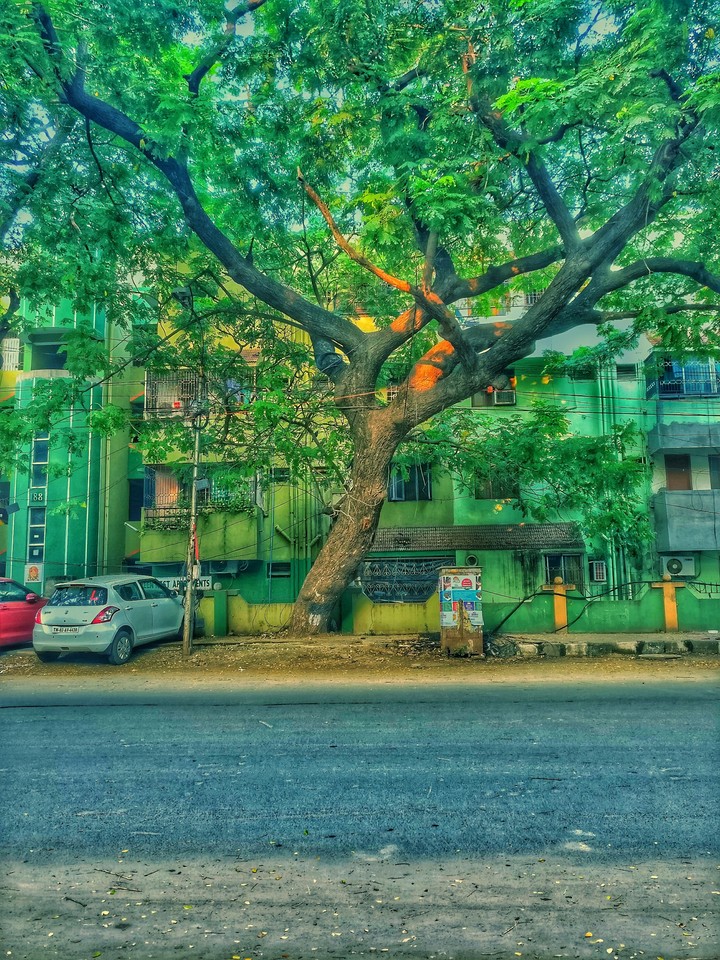 tree