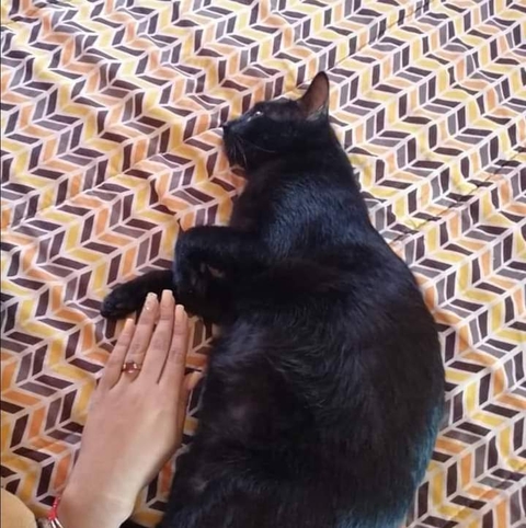 sfondi cat, felidae