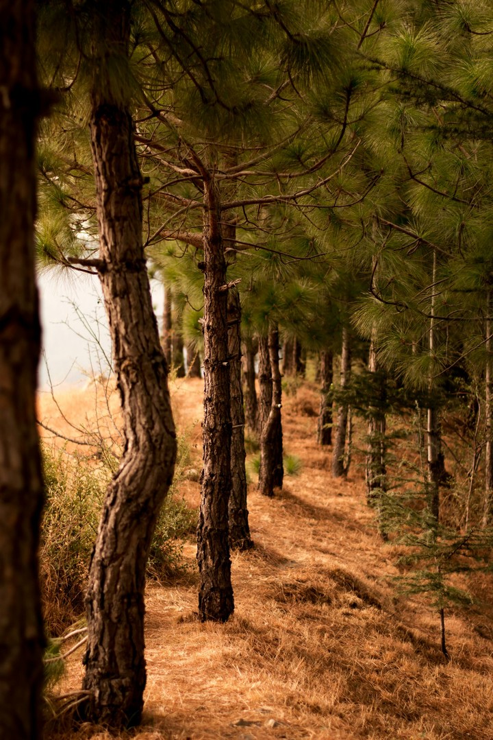Into the woods